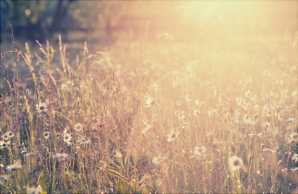 istock Summer meadow full with daisies after rain 483038330