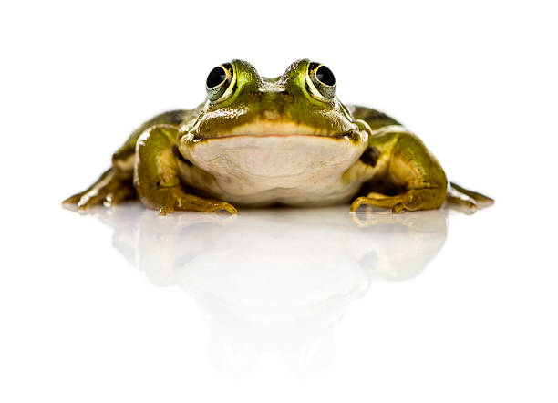 istock Common Water Frog in front of a white background 483040658