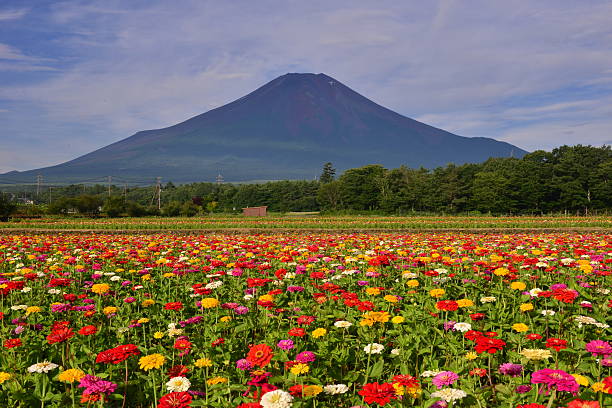 istock Mt Fuji and Zinnia 483040676
