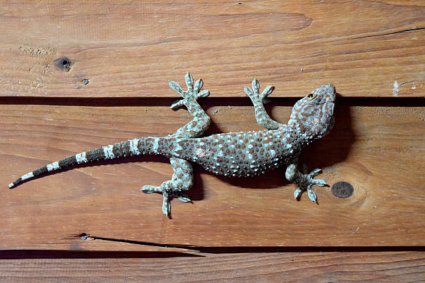 istock Gecko on Wooden wall room at night 483040836