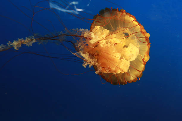 istock Jellyfish in the water 483041052