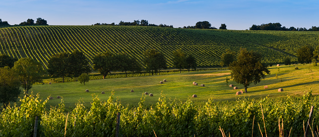 Vineyard Sunrise - Bordeaux Vineyard