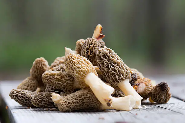 A pile of wild yellow morel mushrooms sit on a picnic table.