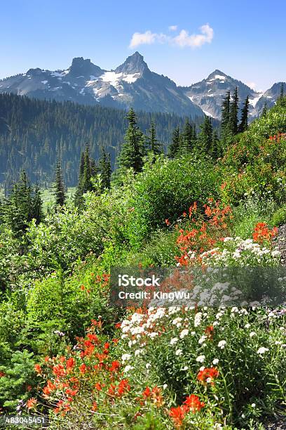 Catena Montuosa Di Tatoosh - Fotografie stock e altre immagini di Agosto - Agosto, Albero, Albero sempreverde