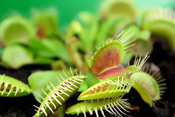 Flytrap, Carnivorous plant. ( Dionaea muscipula ), close up 