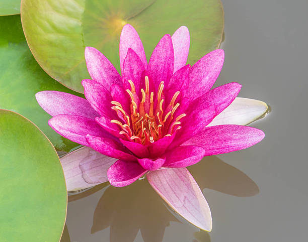 istock beautiful pink or lotus flower 483045953