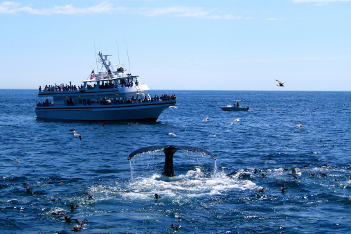 Observación de ballenas photo
