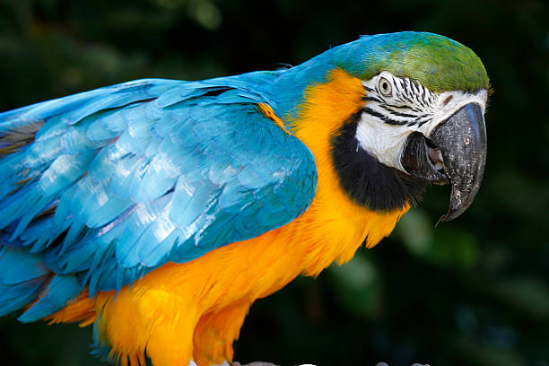 istock Portrait of a beautiful parrot 483047397