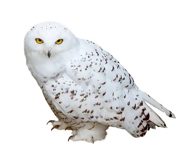 Photo of snowy Owl, isolated  over white b