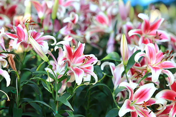 istock Lily flower blossom in garden 483048519