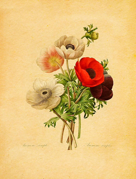 Anemone simplex | Antique Flower Illustrations Antique illustration of an anemone simplex. Engraved by Pierre-Joseph Redoute (1759 - 1840), nicknamed "The Raphael of flowers" and an official court artist of Queen Marie Antoinette of France. fall flower bouquet stock illustrations