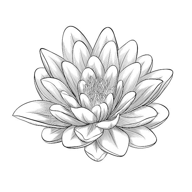 illustrations, cliparts, dessins animés et icônes de noir et blanc fleur de lotus peints dans le style graphique isolé - water lily single flower flower water