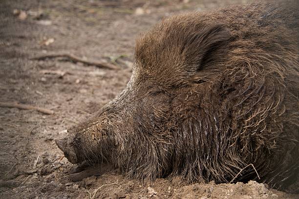 istock Muddy head of wild boar lying asleep 483050067