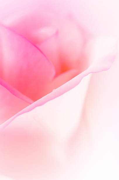 istock vivid color rose in soft background 483050480