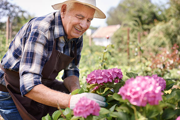 istock He loves caring about garden flowers 483050562