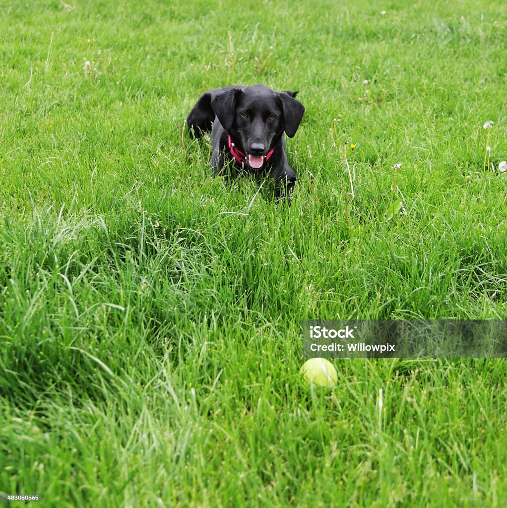 Cão e joga o brinquedo bola separados por invisível Vedação - Royalty-free Cerca Foto de stock