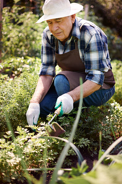 istock Senior man working in the field 483050588