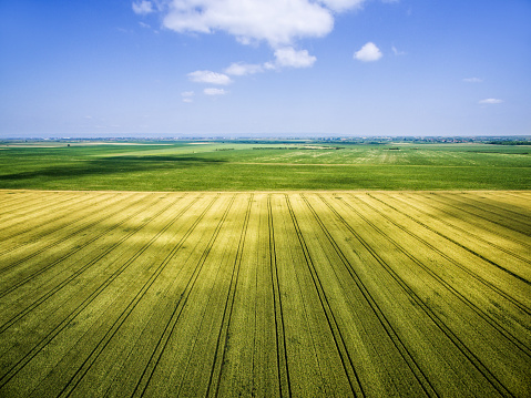 Agricultural farm field with crops growing