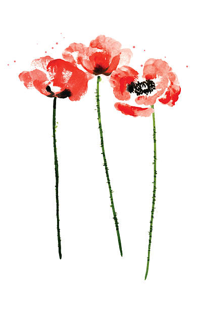 kolekcja wodne mak kwiaty - poppy single flower red white background stock illustrations