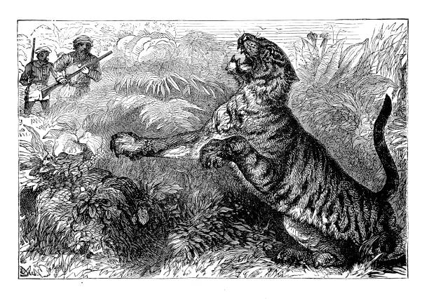 ilustrações, clipart, desenhos animados e ícones de caça a grande tigre - illustration and painting rifle hunting old fashioned