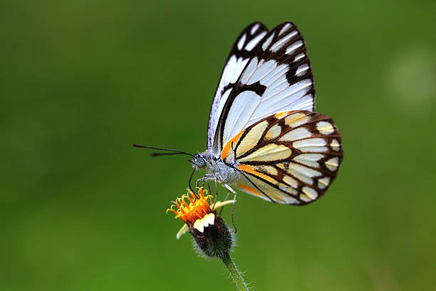 beautiful indian cabbage white butterfly on a flower sucking nectar stock photo