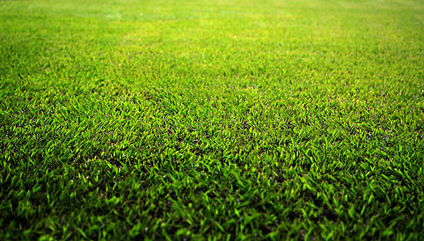 beautiful lush green grass lawn in a park stock photo