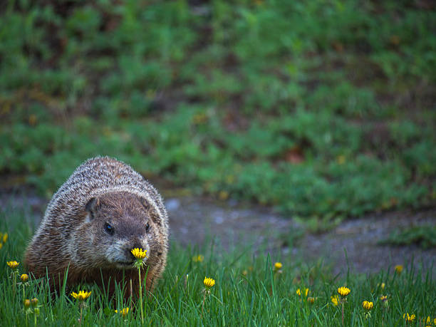 istock Marmot eating flowers 483051480