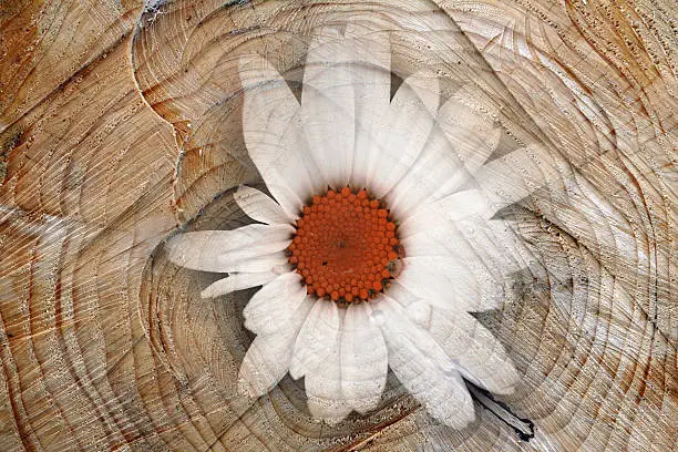 digiart - the flower in the tree