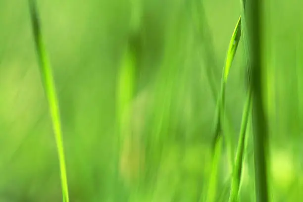 background - the blurred graze