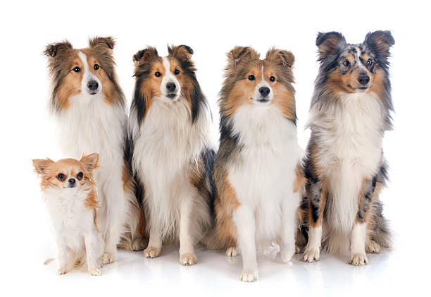 istock shetland dogs and chihuahua 483051923