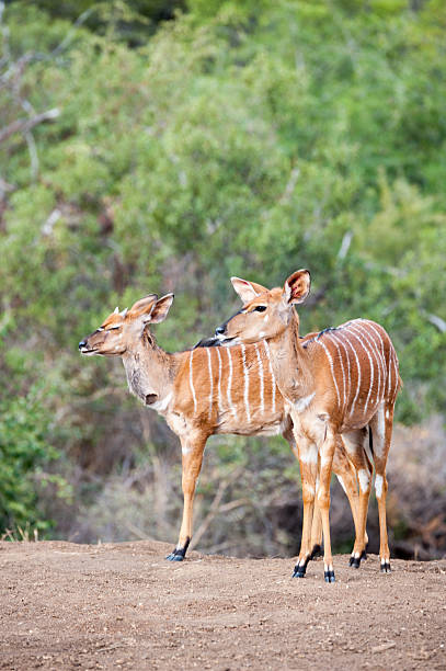 inyala on a ridge Two inyala stand on a ridge in the Kruger National Park bushbuck photos stock pictures, royalty-free photos & images