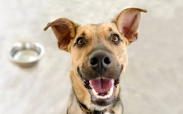 Happy Dog Bowl stock photo