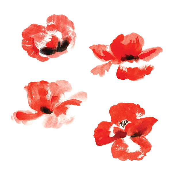 акварель цветы мака collection - stem poppy fragility flower stock illustrations