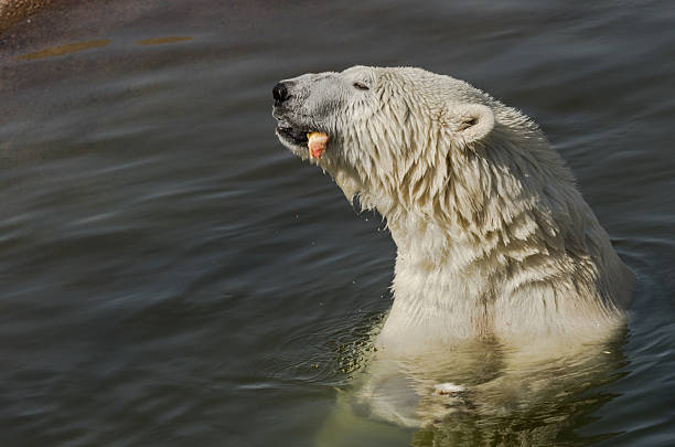 Polar bear eating in water stock photo