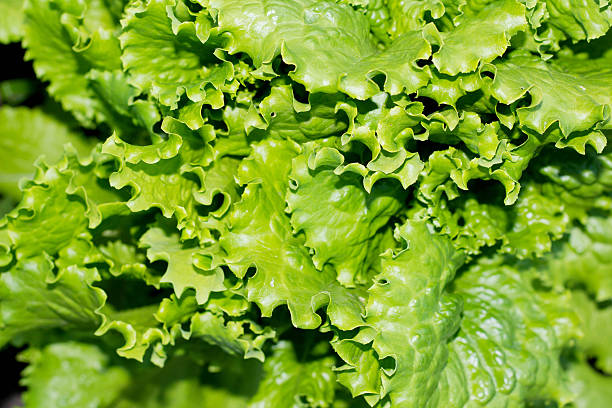 istock Leaves-grown lettuce in the garden 483056458