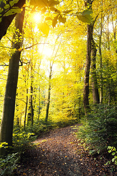 istock Forest In Autumn Colors 483056926
