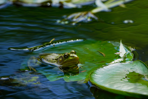 Green Frog Close-up, Lithobates (Rana) clamitans melanota