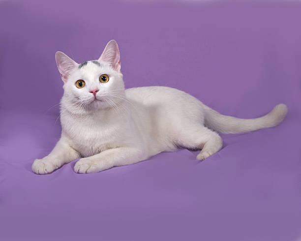 istock White cat with gray spots lies on lilac 483057616