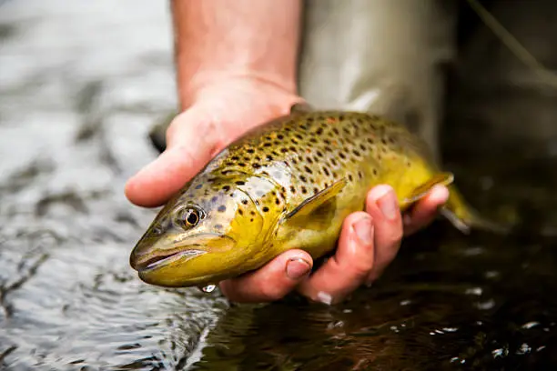 A beautiful brown trout from the Ausable River, New York in the Adirondacks.