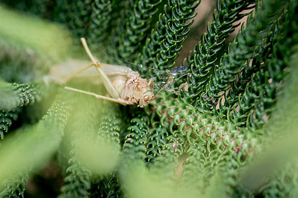 Locust Dead Shell 290+ Locust Shell Stock Photos, Pictures & Royalty-Free Images - iStock