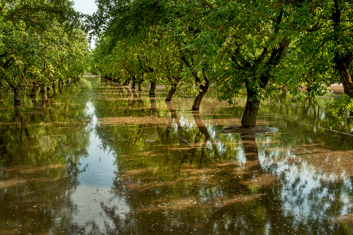 Ripening almonds in an orchard in the Central Valley of California get flooded by irrigation water.
