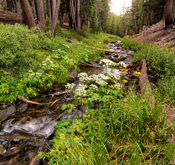 istock Mountain Stream and Wildflowers 483060768