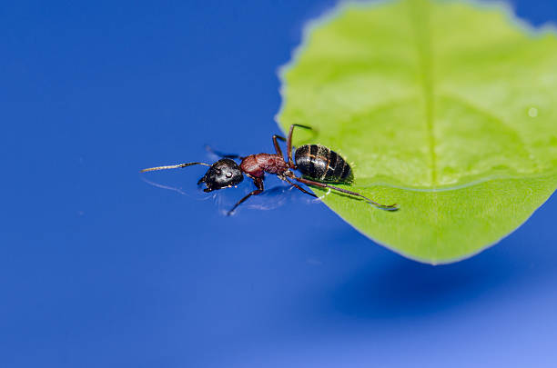 formiga sair de uma folha para ir em água - food chain danger tranquil scene order imagens e fotografias de stock