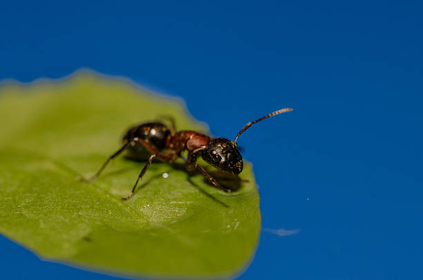 formiga em uma folha de flutuante preparar para beber água - food chain danger tranquil scene order imagens e fotografias de stock