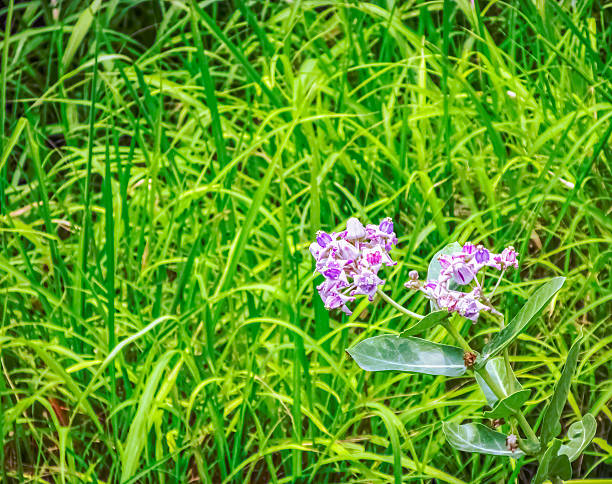 Calotropis gigantea flowers in a bunch