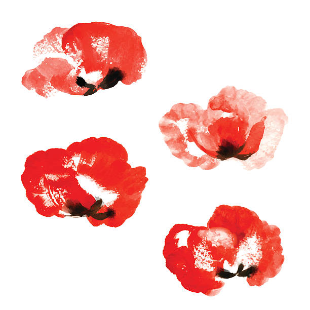 акварель цветы мака collection - stem poppy fragility flower stock illustrations