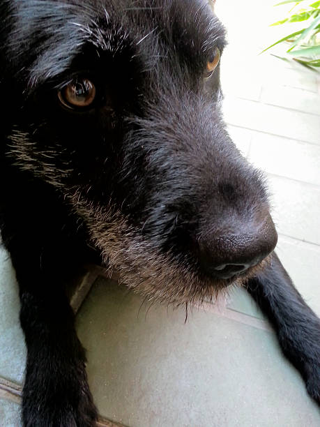 istock Man's best friend a dog 483062370