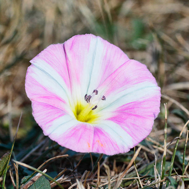 Single flower of field bindweed (Calystegia arvensis), or convolvulus. The flowers vary in colour from white to strong pink. It is a sprawling / creeping, communal plant, often found near cultivation where land is disturbed.. This photo is cropped to an exact square.