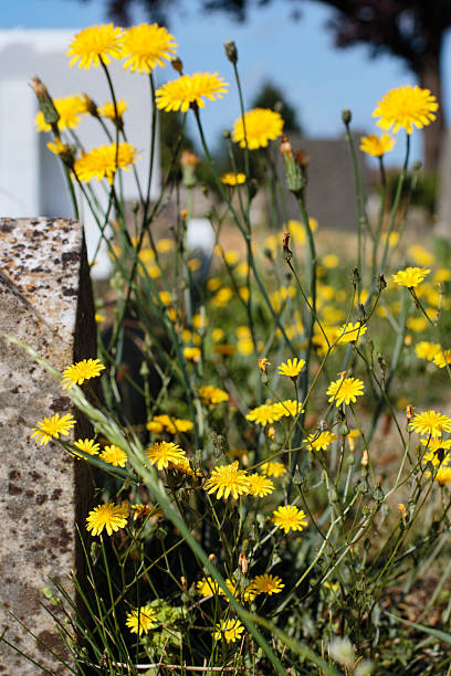 amarillo flores silvestres hawkweeds cornejo en un cementerio - leontodon fotografías e imágenes de stock