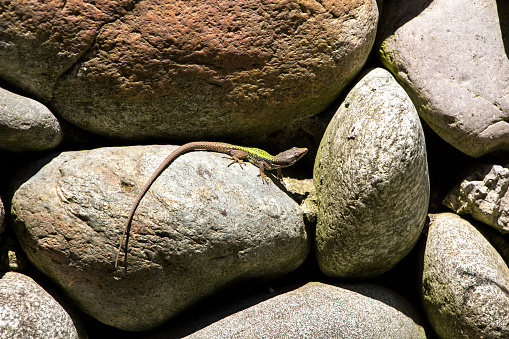 Image of a lizard on the stones in the summer